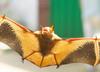 Golden bat