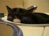 bath cat
