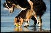 dogs