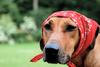 hood dog
