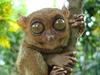 tarsier