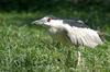 Misc Critters - Black-crowned Night Heron (Nycticorax nycticorax)074