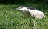 Misc Critters - Black-crowned Night Heron (Nycticorax nycticorax)075
