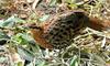 Misc Critters - Chinese Bamboo Partridge (Bambusicola fytchii)076