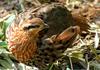 Misc Critters - Chinese Bamboo Partridge (Bambusicola fytchii)077
