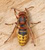 Misc Critters - European Hornet (Vespa crabro)001