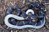 Misc Critters - eastern kingsnake and hognose 002