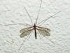 Crane Fly