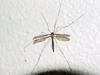 Crane Fly