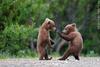 Kungfu fighting