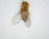 Drosophila melanogaster