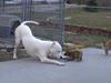 Brave Puppy