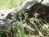 pheasant