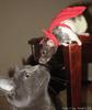Tom Cat and Jerry Mouse
