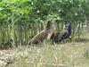 Peafowl - blue peafowl (Pavo cristatus)