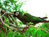 YELLOW COLLARED MACAW