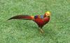 My Golden Pheasant - MALE