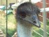 Emu