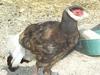 Pheasant