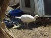 Alaskan Snow Pheasant