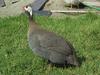 Guinea Hen