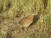 Quail