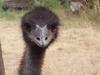 Emu