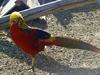 Pheasant