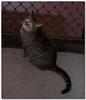 pandora (cat)