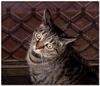 pandora (cat)