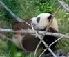 Junior works on his tree branch jujitsu