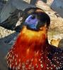 Pheasant