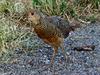 Pheasant