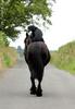 Dog rider