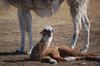 Llama
