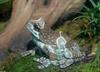 Milky Treefrog (Trachycephalus resinifictrix) 1