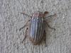A beetle
