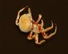 Gold Spider