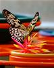 Paperkite Butterfly