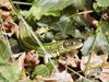 Can anyone ID this lizard, length about 15cm, found in the Landes area of France
