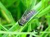 Horsefly
