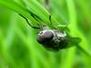 Horsefly