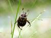 Small but cute beetle