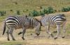 Play Fighting Burchell's Zebra (Equus burchellii) - Burchell's Zebra (Equus burchellii) fight 10