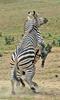 Play Fighting Burchell's Zebra (Equus burchellii) - Burchell's Zebra (Equus burchellii) fight 4