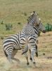 Play Fighting Burchell's Zebra (Equus burchellii) - Burchell's Zebra (Equus burchellii) fight 5
