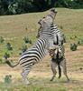 Play Fighting Burchell's Zebra (Equus burchellii) - Burchell's Zebra (Equus burchellii) fight 6