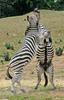 Play Fighting Burchell's Zebra (Equus burchellii) - Burchell's Zebra (Equus burchellii) fight 7