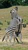 Play Fighting Burchell's Zebra (Equus burchellii) - Burchell's Zebra (Equus burchellii) fight 8