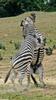 Play Fighting Burchell's Zebra (Equus burchellii) - Burchell's Zebra (Equus burchellii) fight 8
